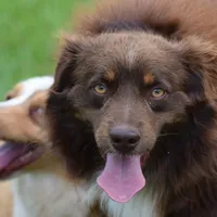 Jax, a male Toy Australian Shepherd for sale in Woodville, TX – Photo 1 of 6