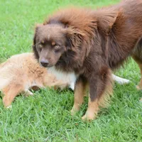 Jax, a male Toy Australian Shepherd for sale in Woodville, TX – Photo 6 of 6