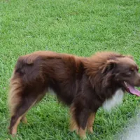 Jax, a male Toy Australian Shepherd for sale in Woodville, TX – Photo 2 of 6