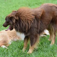 Jax, a male Toy Australian Shepherd for sale in Woodville, TX – Photo 3 of 6