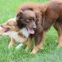 Jax, a male Toy Australian Shepherd for sale in Woodville, TX – Photo 5 of 6