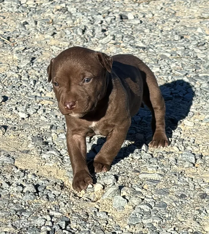 Female C – American Pit Bull Terrier puppy for sale in Roxboro, NC