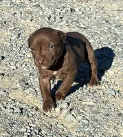 Female C, a female American Pit Bull Terrier for sale in Roxboro, NC – 1 of 3