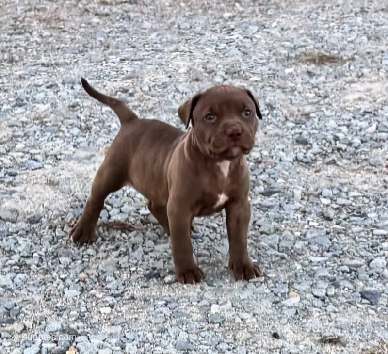Female B – American Pit Bull Terrier puppy for sale in Roxboro, NC