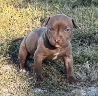 Female C, a female American Pit Bull Terrier for sale in Roxboro, NC – 2 of 3