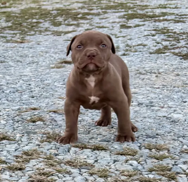 Female B – American Pit Bull Terrier puppy for sale in Roxboro, NC