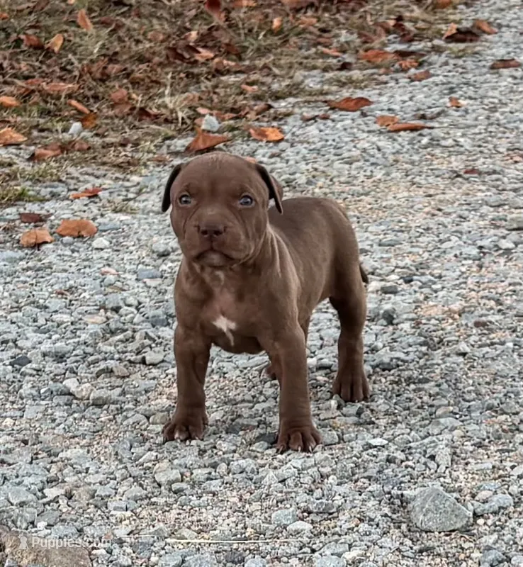 Female G – American Pit Bull Terrier puppy for sale in Roxboro, NC