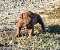 Female B, a female American Pit Bull Terrier for sale in Roxboro, NC – 2 of 3