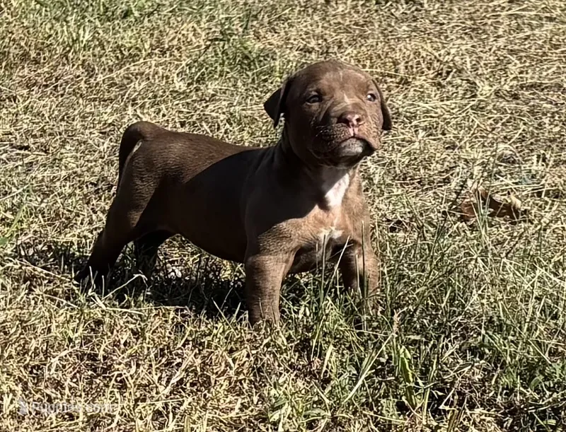 Male B – American Pit Bull Terrier puppy for sale in Roxboro, NC