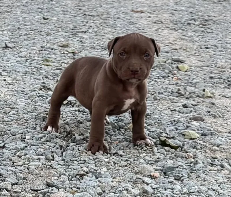 Female A – American Pit Bull Terrier puppy for sale in Roxboro, NC