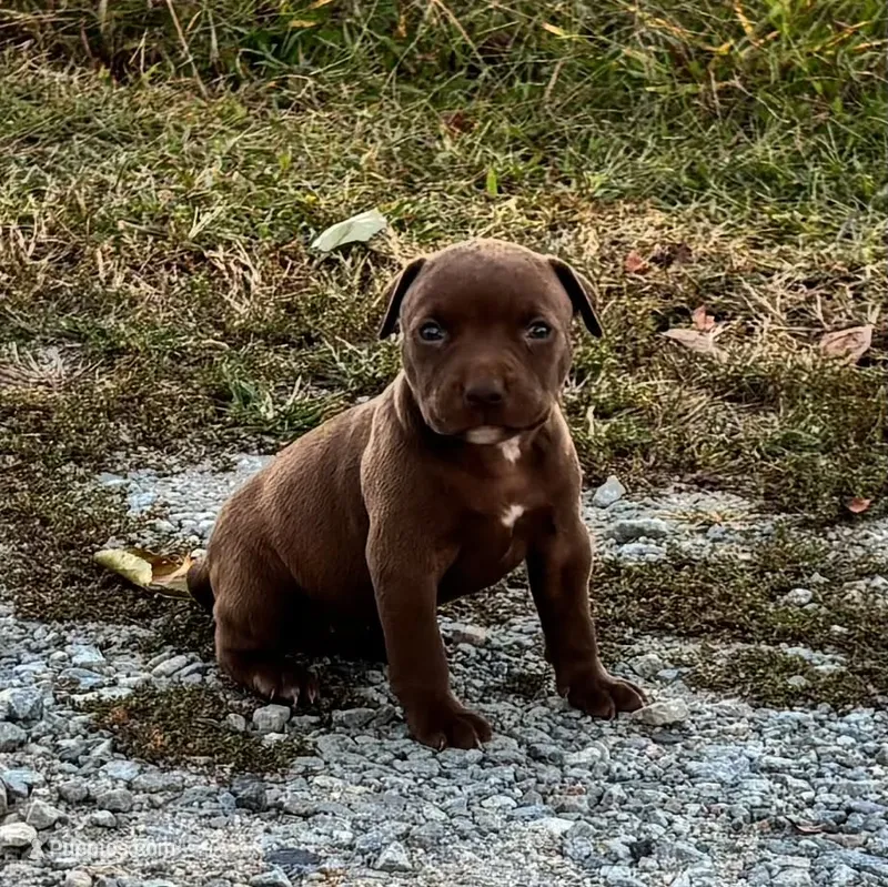 Female C – American Pit Bull Terrier puppy for sale in Roxboro, NC