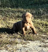 Female A, a female American Pit Bull Terrier for sale in Roxboro, NC – 2 of 3
