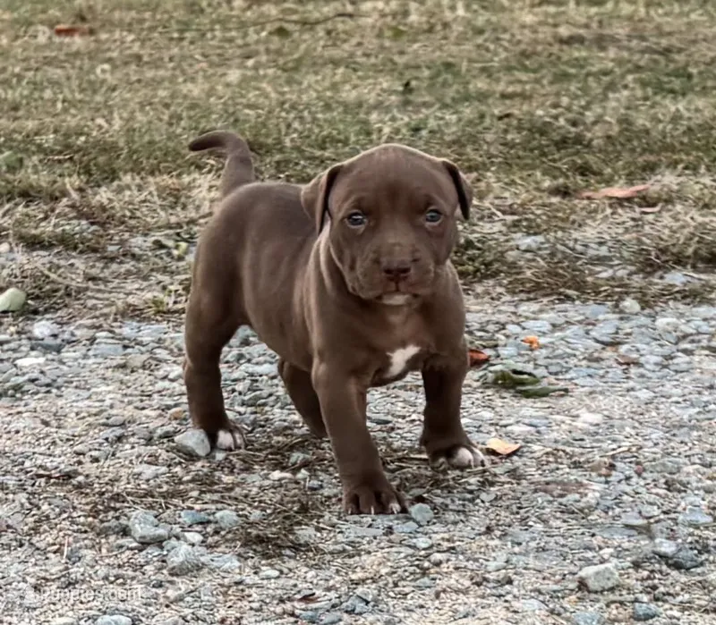 Female A – American Pit Bull Terrier puppy for sale in Roxboro, NC