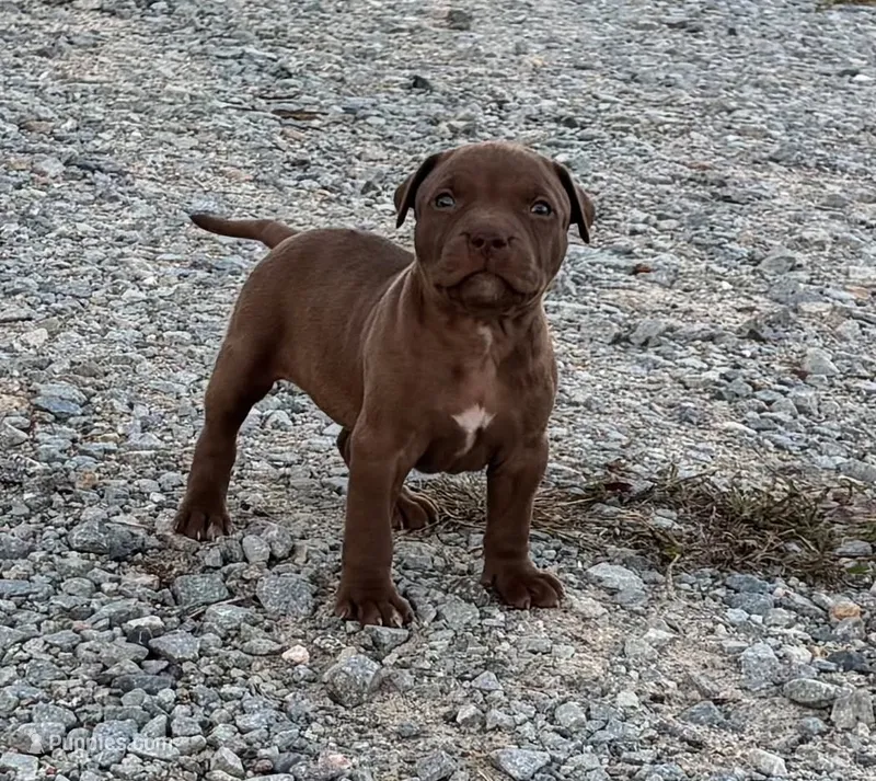 Female G – American Pit Bull Terrier puppy for sale in Roxboro, NC