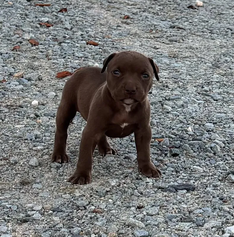 Female C – American Pit Bull Terrier puppy for sale in Roxboro, NC