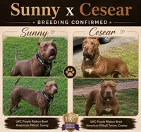 Male B, a male American Pit Bull Terrier for sale in Roxboro, NC – 2 of 2