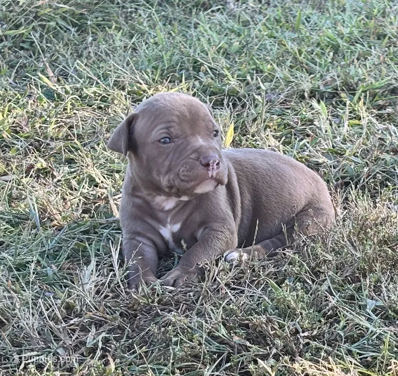Male B – American Pit Bull Terrier puppy for sale in Roxboro, NC