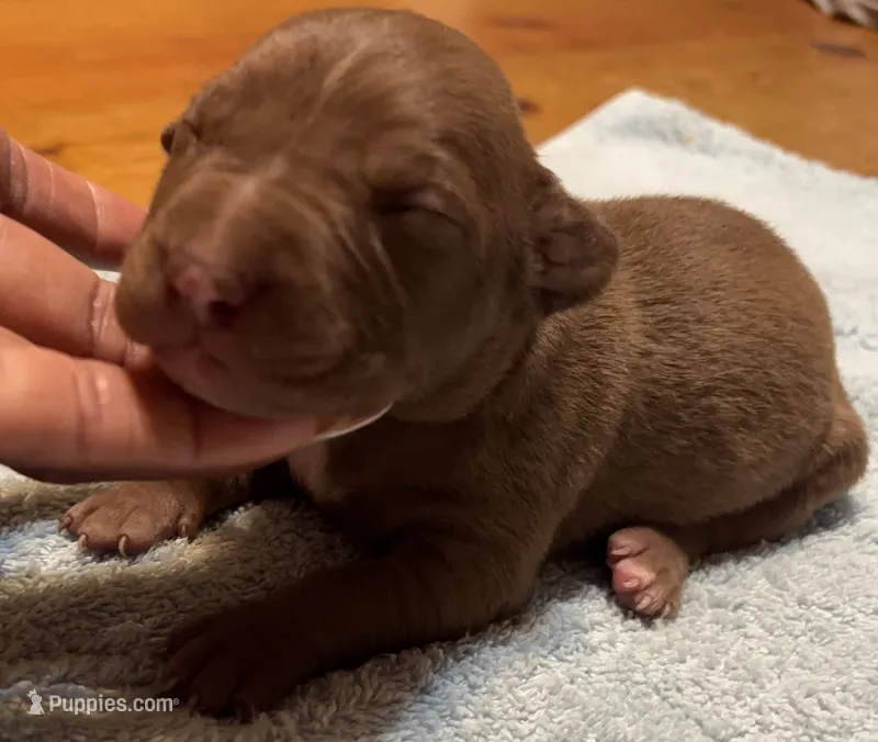 Female G – American Pit Bull Terrier puppy for sale in Roxboro, NC
