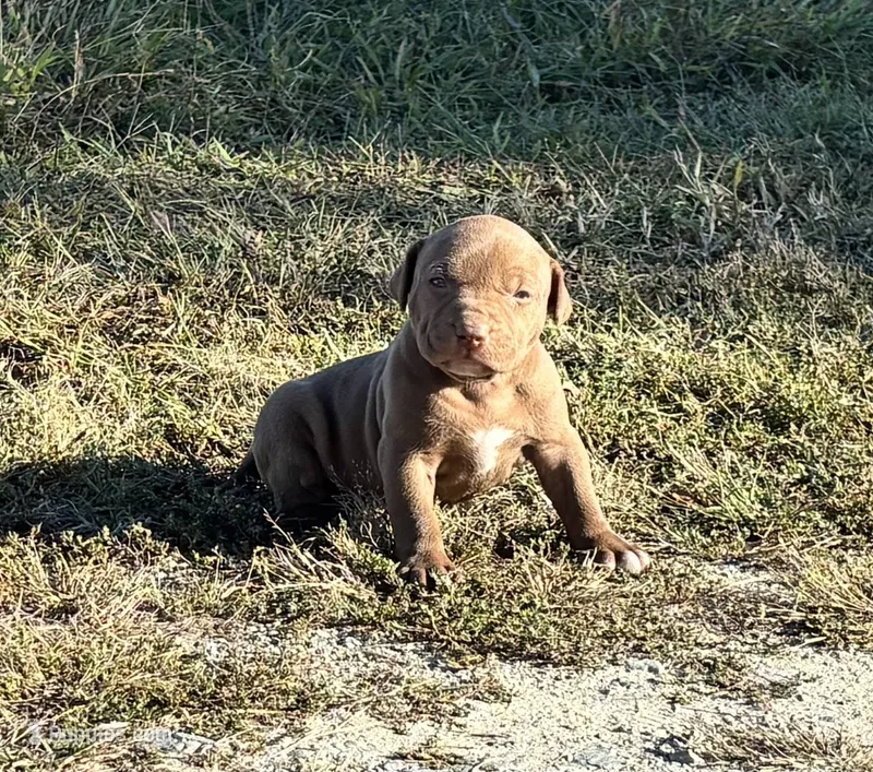 Female A – American Pit Bull Terrier puppy for sale in Roxboro, NC