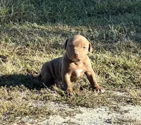 Female A, a female American Pit Bull Terrier for sale in Roxboro, NC – 1 of 3