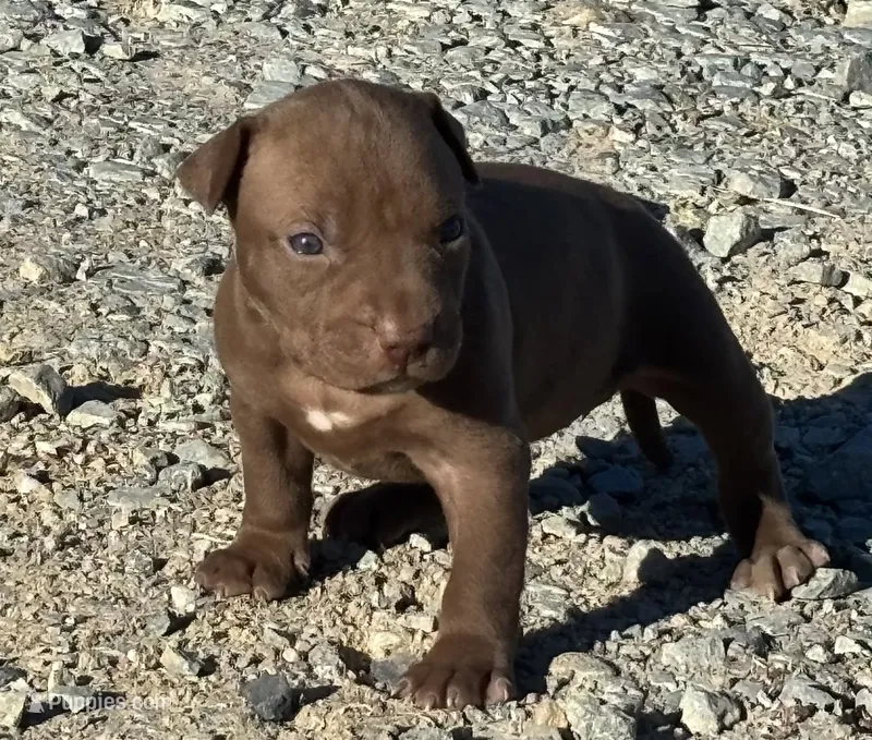 Female F – American Pit Bull Terrier puppy for sale in Roxboro, NC