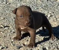 Female F, a female American Pit Bull Terrier for sale in Roxboro, NC – 1 of 3