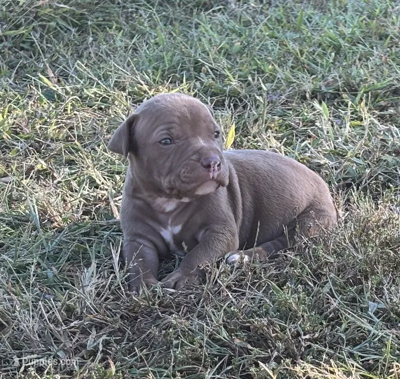 Male B – American Pit Bull Terrier puppy for sale in Roxboro, NC