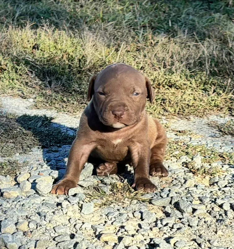 Female C – American Pit Bull Terrier puppy for sale in Roxboro, NC