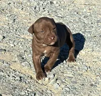 Female D, a female American Pit Bull Terrier for sale in Roxboro, NC – 1 of 3