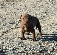 Female F, a female American Pit Bull Terrier for sale in Roxboro, NC – 2 of 3