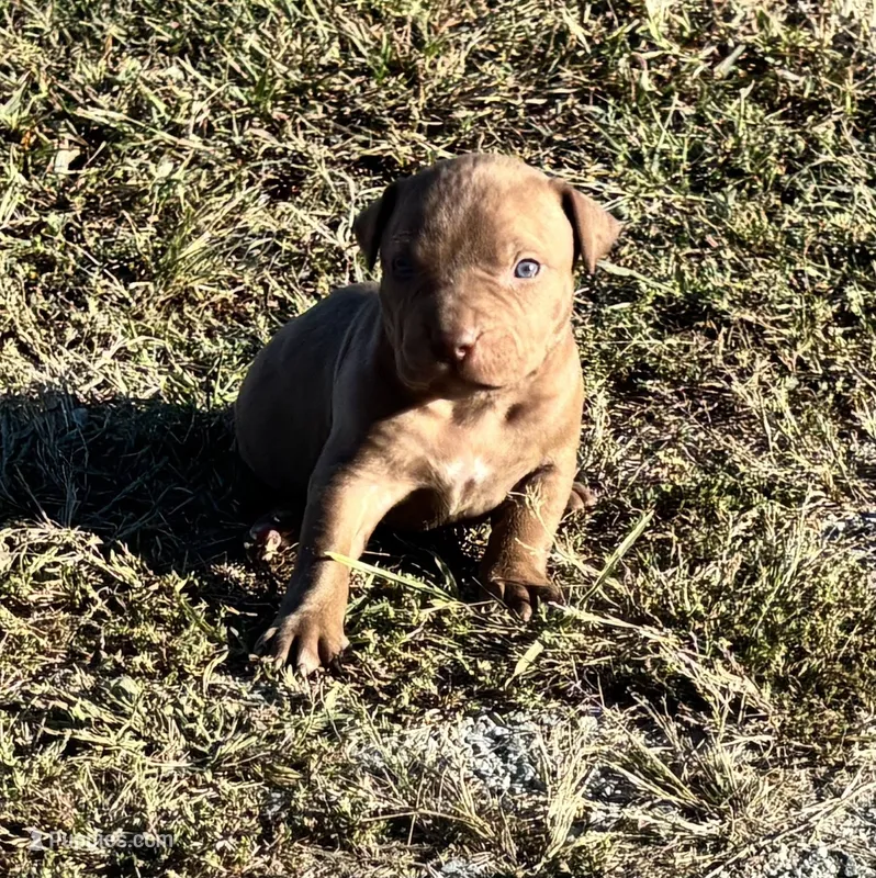 Female G – American Pit Bull Terrier puppy for sale in Roxboro, NC