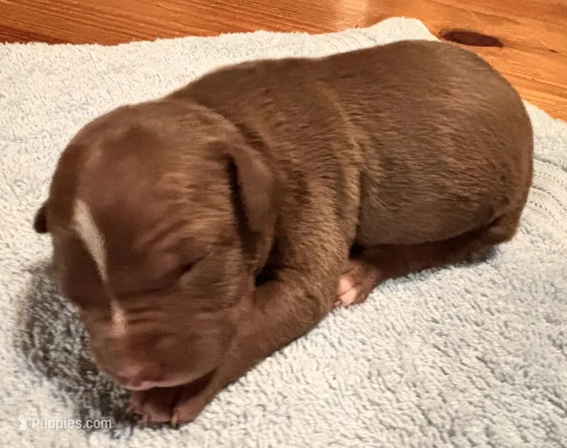 Male B – American Pit Bull Terrier puppy for sale in Roxboro, NC