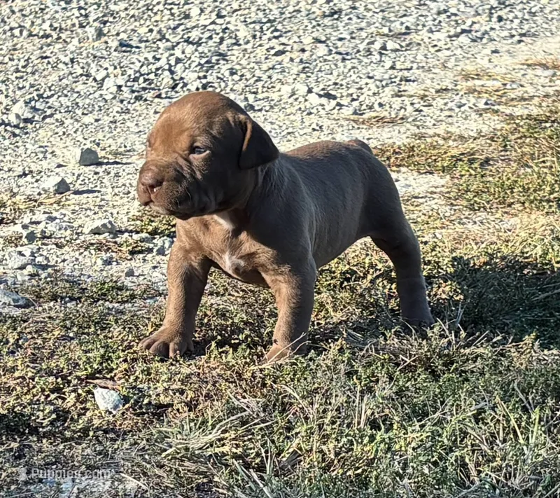 Female B – American Pit Bull Terrier puppy for sale in Roxboro, NC