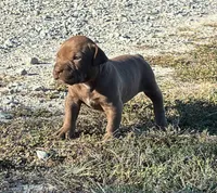 Female B, a female American Pit Bull Terrier for sale in Roxboro, NC – 1 of 3