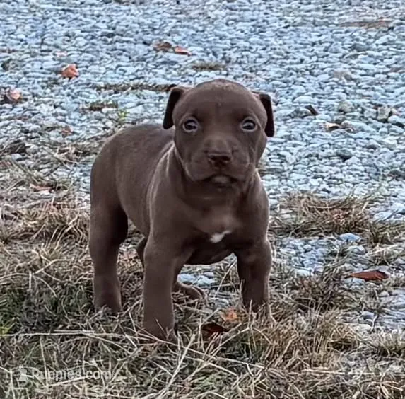 Female F – American Pit Bull Terrier puppy for sale in Roxboro, NC