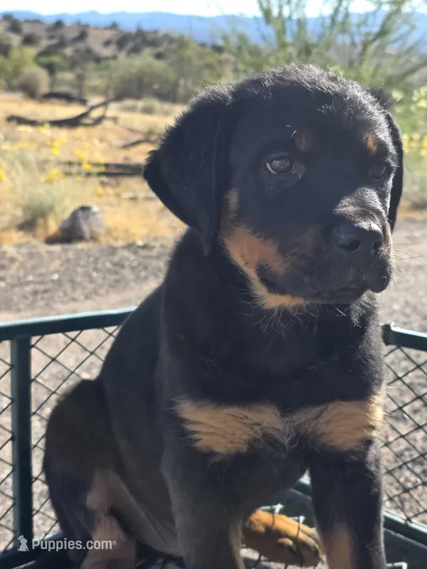 Boss – Rottweiler puppy for sale in Kingman, AZ