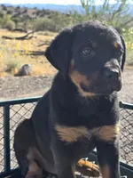 Boss, a male Rottweiler for sale in Kingman, AZ – 1 of 5