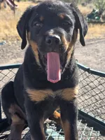 Boss, a male Rottweiler for sale in Kingman, AZ – 2 of 5