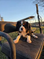 Charles, a male Cavalier King Charles Spaniel for sale in Kingman, AZ – Photo 2 of 5