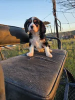 Charles, a male Cavalier King Charles Spaniel for sale in Kingman, AZ – Photo 4 of 5