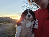 Charles, a male Cavalier King Charles Spaniel for sale in Kingman, AZ – Photo 1 of 5