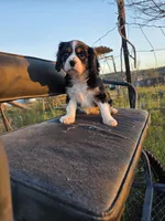 Charles, a male Cavalier King Charles Spaniel for sale in Kingman, AZ – Photo 5 of 5