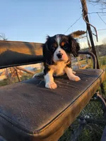 Charles, a male Cavalier King Charles Spaniel for sale in Kingman, AZ – Photo 3 of 5