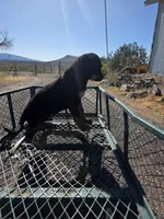 Boss, a male Rottweiler for sale in Kingman, AZ – 5 of 5
