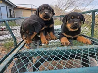 Dottie, a female Rottweiler for sale in Kingman, AZ – 3 of 3