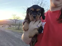 Diana, a female Cavalier King Charles Spaniel for sale in Kingman, AZ – Photo 2 of 4