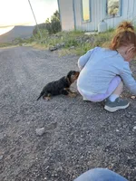 Diana, a female Cavalier King Charles Spaniel for sale in Kingman, AZ – Photo 4 of 4