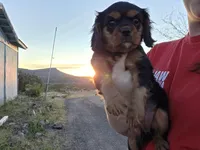 Diana, a female Cavalier King Charles Spaniel for sale in Kingman, AZ – Photo 3 of 4