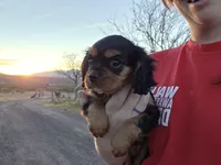 Diana, a female Cavalier King Charles Spaniel for sale in Kingman, AZ – Photo 1 of 4