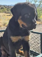 Boss, a male Rottweiler for sale in Kingman, AZ – 4 of 5